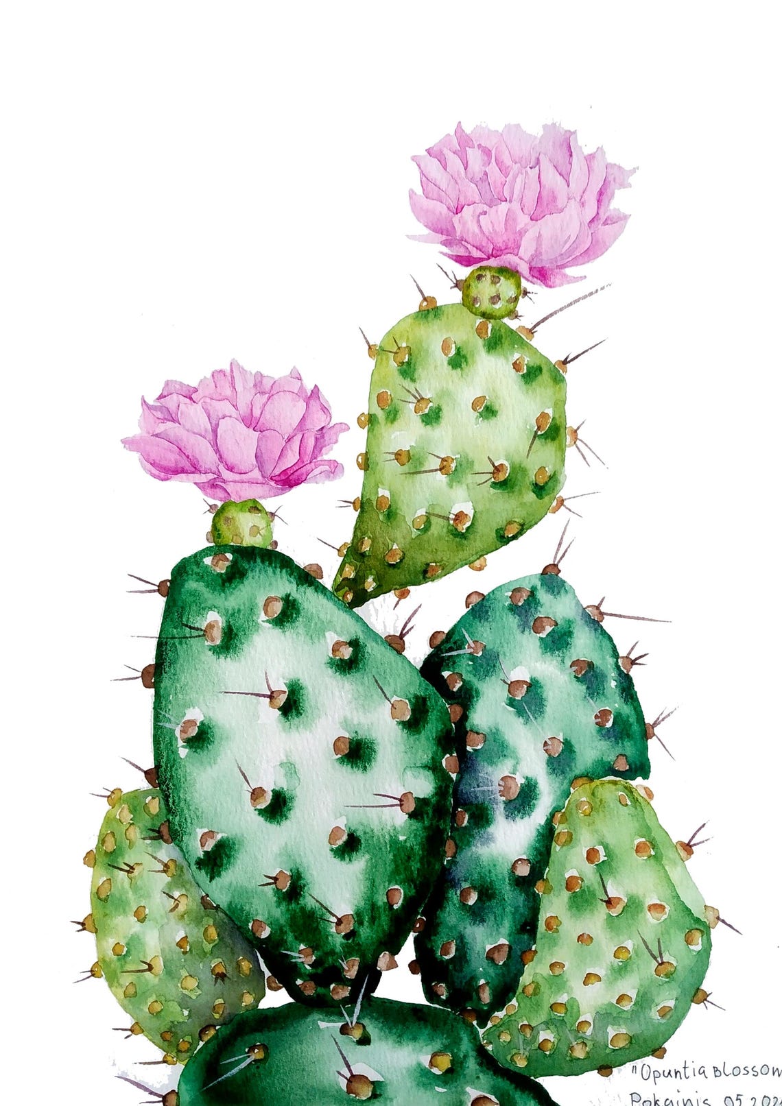 Opuntia Blossom Prickly Pear Cactus Pink Flowers Desert Poster