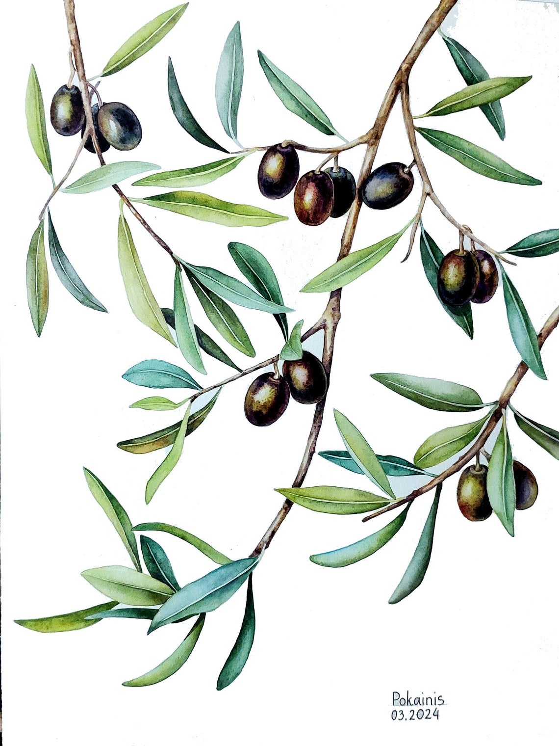 Olive Branch Watercolor Ripe Black Olives Botanical Art Poster