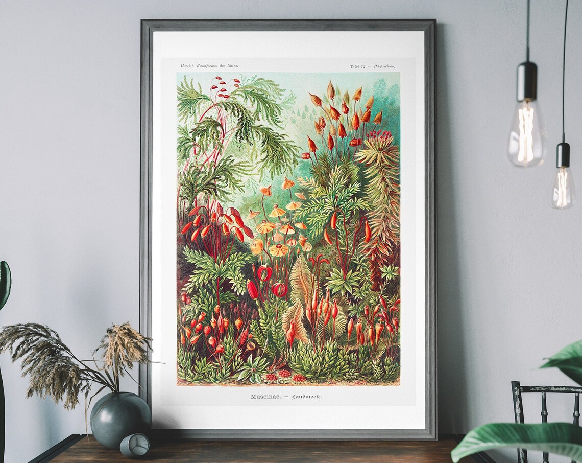 Vintage Mushroom Forest Diagram Art Print