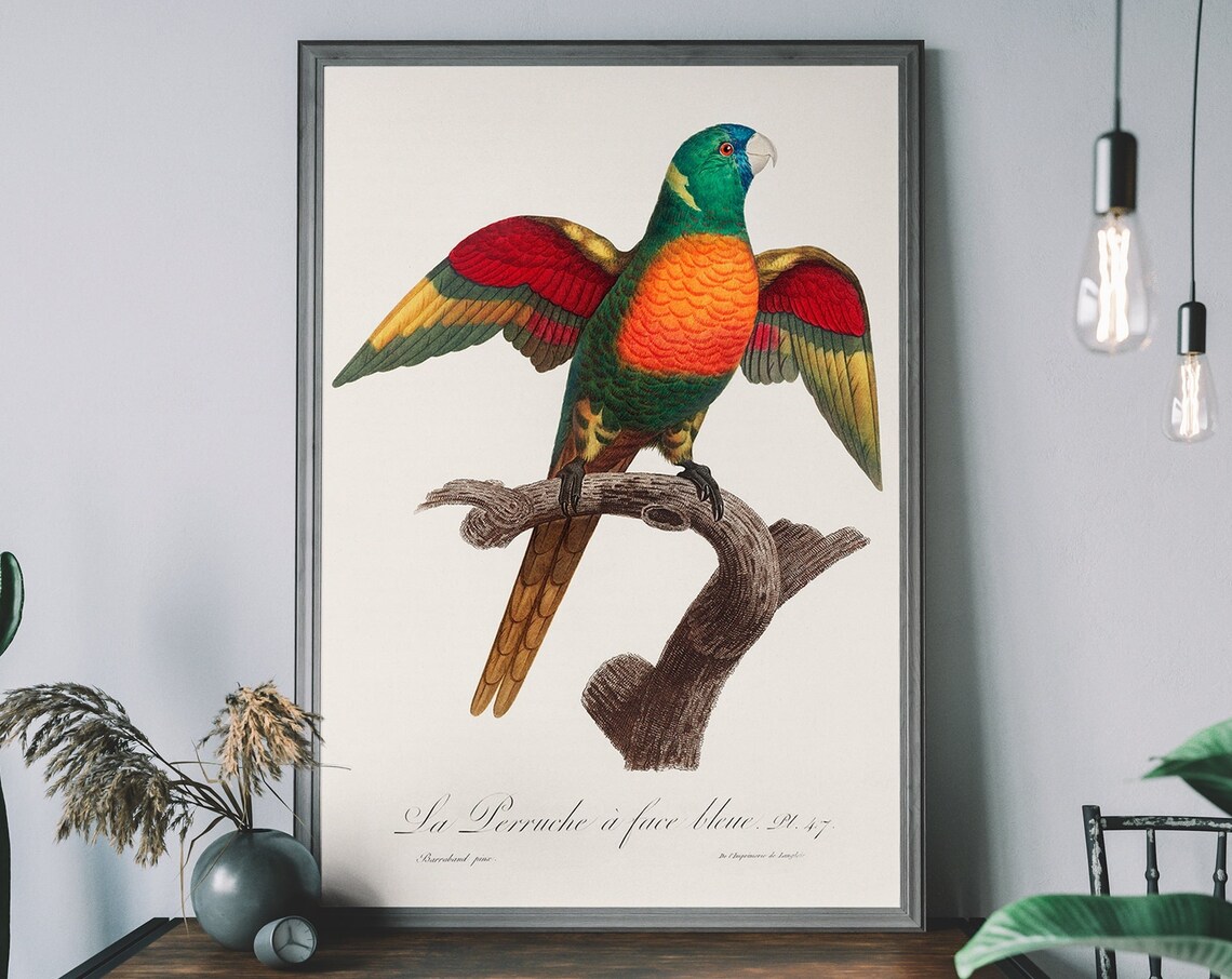 Vintage Blue Headed Parrot Art Print, Tropical Bird