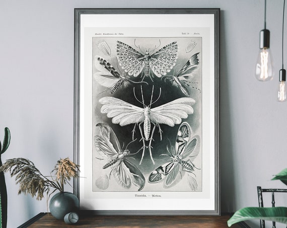 Vintage Moth Art Print Antique Insect Illustration Wall Chart Natural History Decor