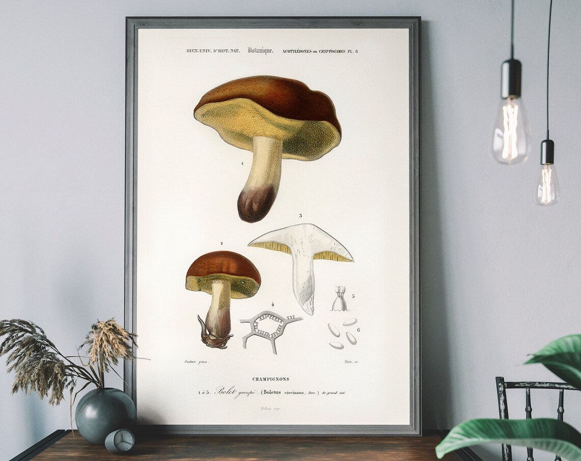 Vintage Champignons Mushroom Botanical Illustration Art Print Handdrawn Farmhouse Decor