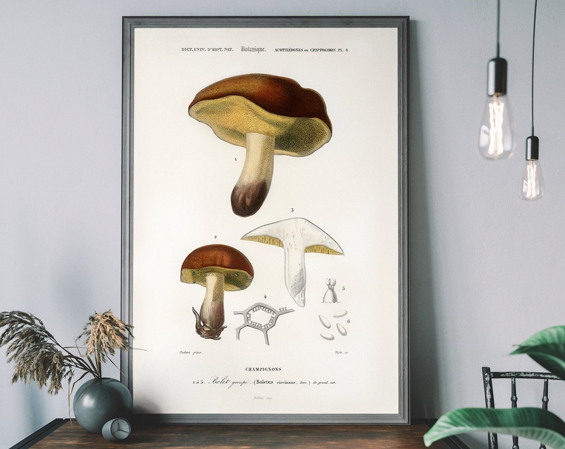 Vintage Mushroom Botanical Bolet Groupe Fungi Illustration Poster