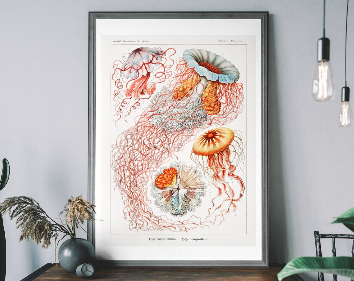 Vintage Jellyfish Art Print, Ocean Science Diagram