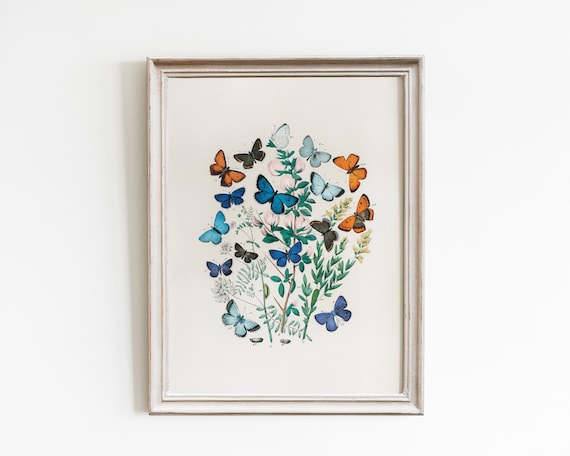 Vintage Butterfly Educational Poster Art Print