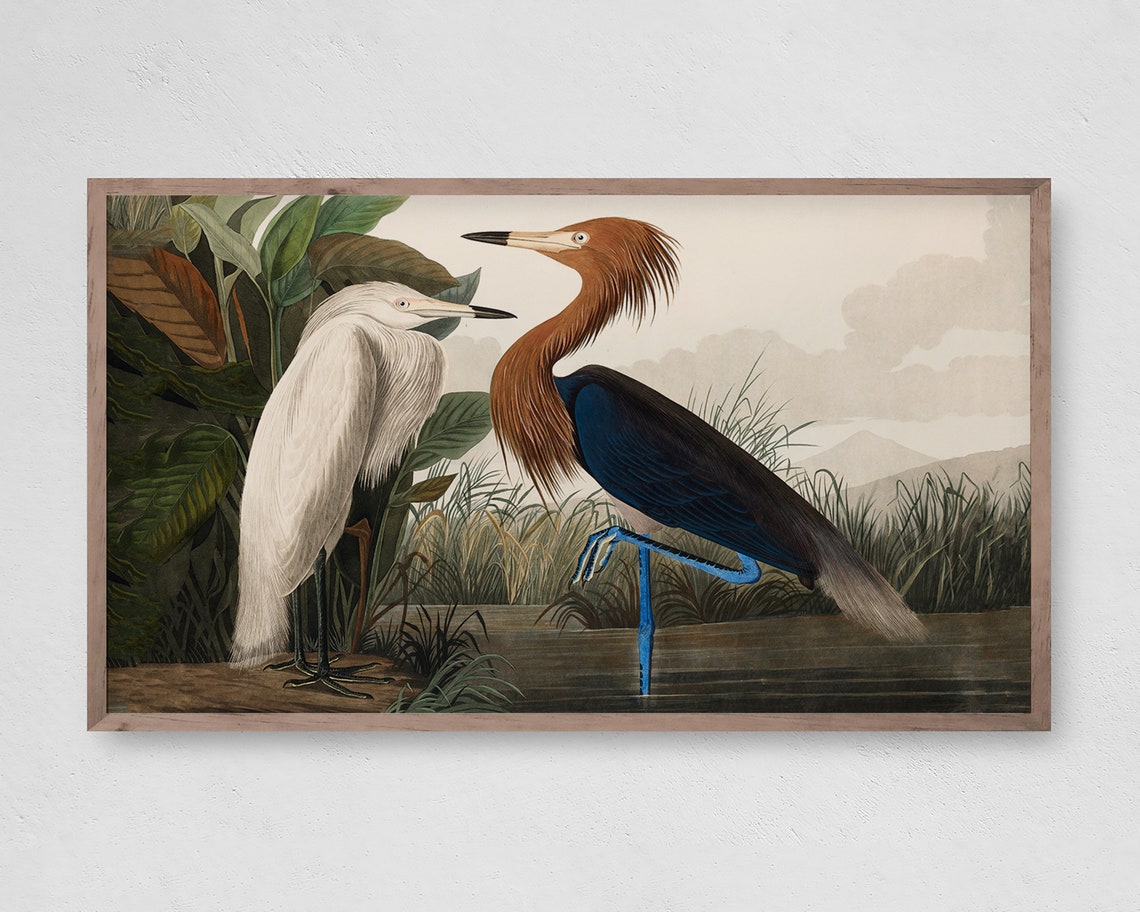 Vintage Heron And Egret Botanical Bird Illustration Nature Poster