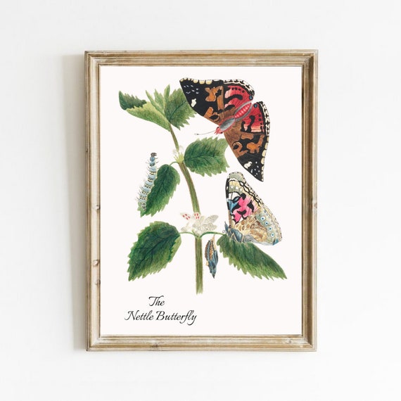 Vintage Botanical Butterfly Print Antique Butterfly Wall Art Plant Painting Botanical Print Insect Art Nettle Butterfly Art