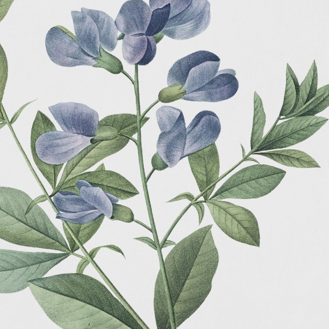 Blue Wild Indigo Flower Antique Botanical Illustration Poster - Image 2
