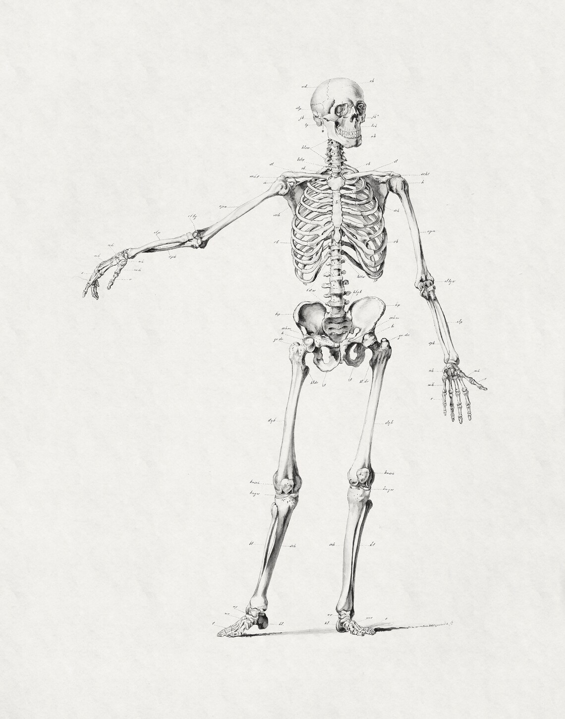 Vintage Halloween Skeleton Wall Art, Poster Print - Image 3