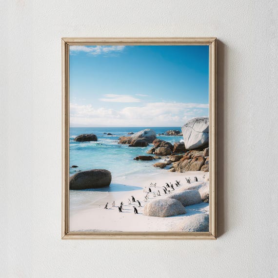 Boulders Beach Penguin Print Cape Town Coastal Photography