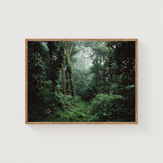 Misty Rainforest Tropical Jungle Photography Lush Nature Poster