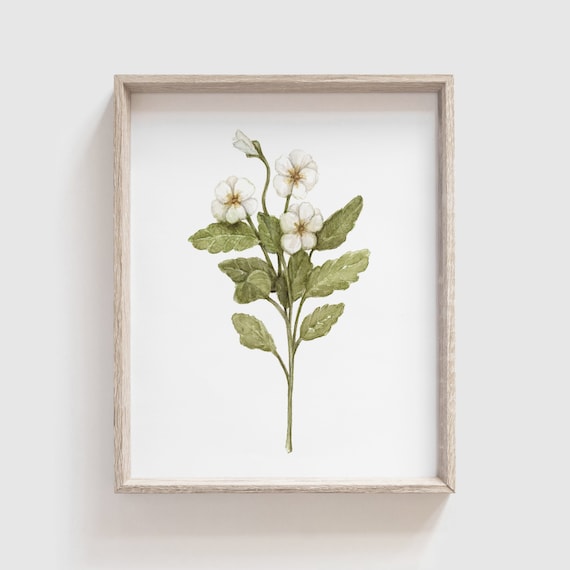Primrose Flower Watercolor Art Print, Floral Home Decor