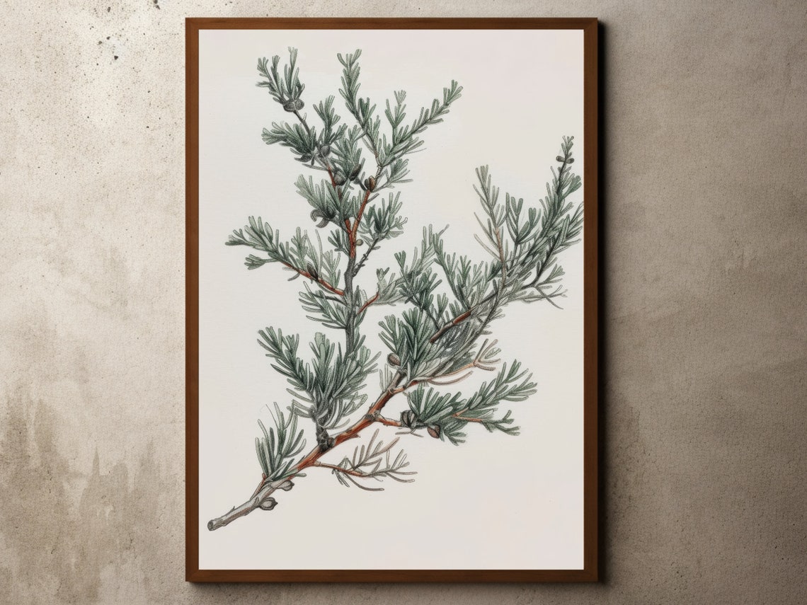 Juniper Branch Vintage Botanical Sketch Winter Nature Poster