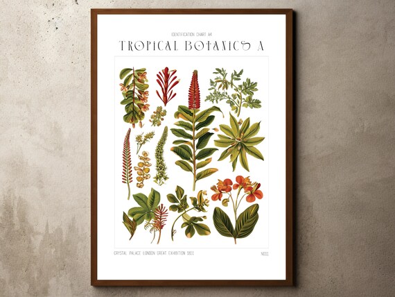 Tropical Decor Jungle Print Botanical Wall Art Plant Floral Prints Nature Poster Ernst Haeckel Plants
