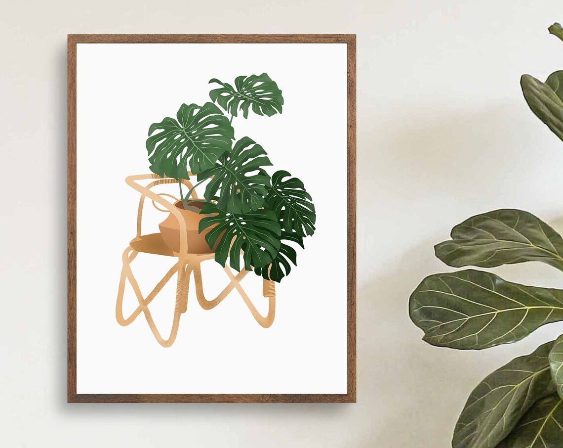 Monstera Deliciosa in a Terracotta Pot on a Rattan Plant Stand Poster