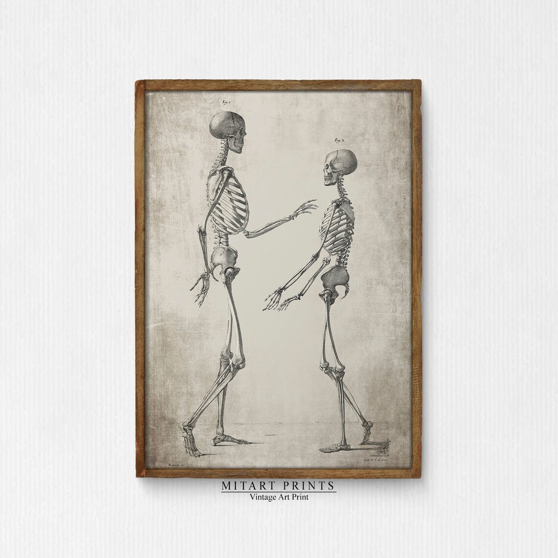 Vintage Pair of Anatomical Skeletons Facing Each Other Art Print