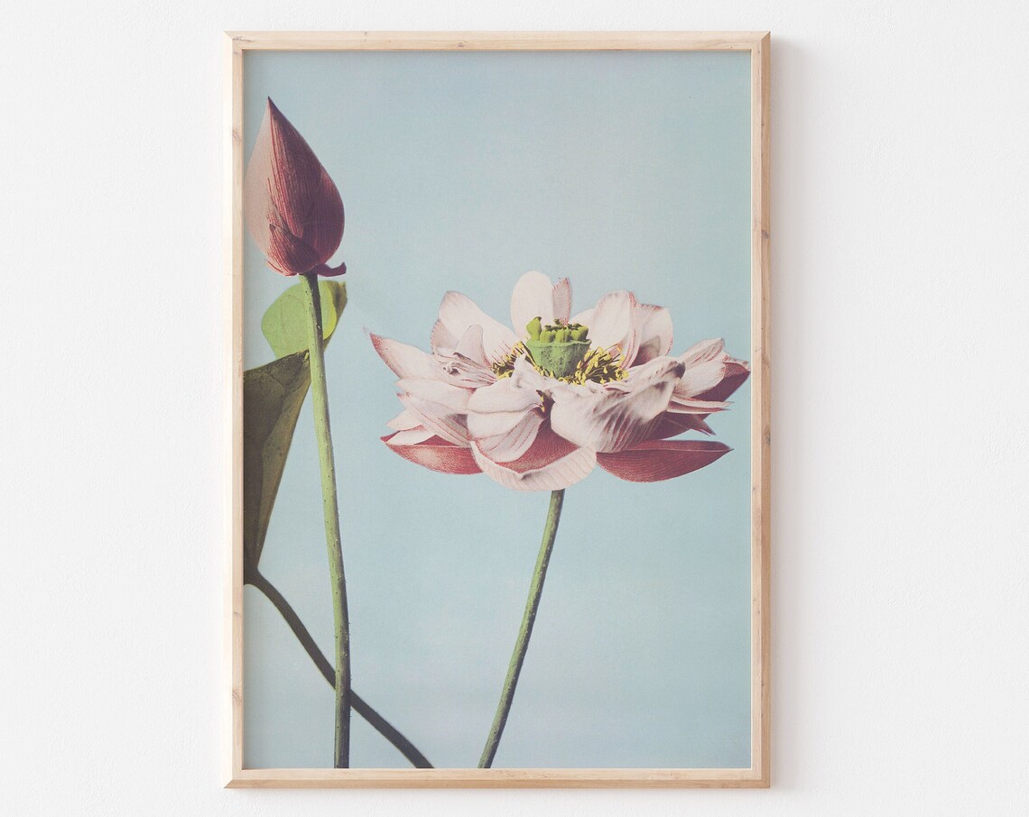 Pink Lotus Flower Minimal Floral Zen Photography Style Poster - Image 3