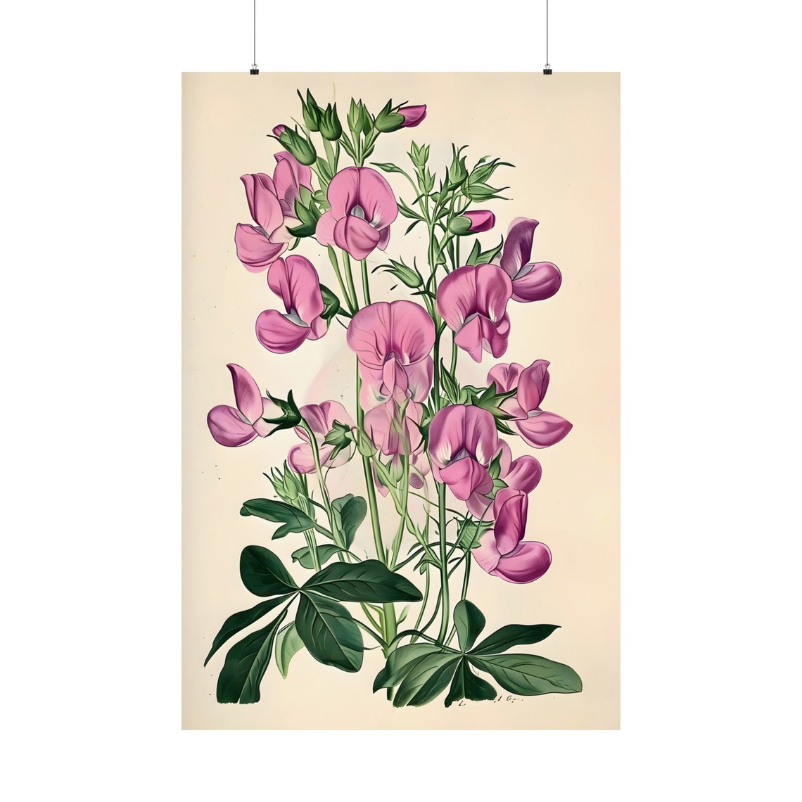 Blush Pink Sweet Pea Cluster Botanical Floral Vintage Art Print