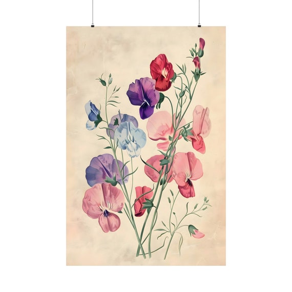 Sweet Pea Botanical Poster 12 Coquette Room Decor Vintage Flowers Artwork Retro Decoration Oldschool Spring Art Flower Print Field Plants