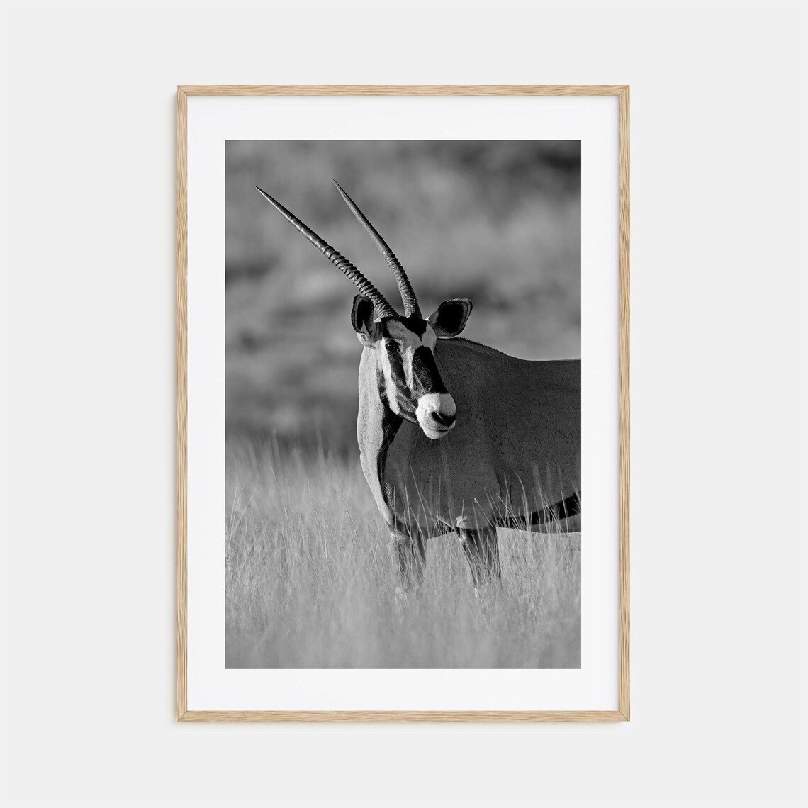 Wild Gemsbok Oryx Antelope Portrait Black And White Photo Poster