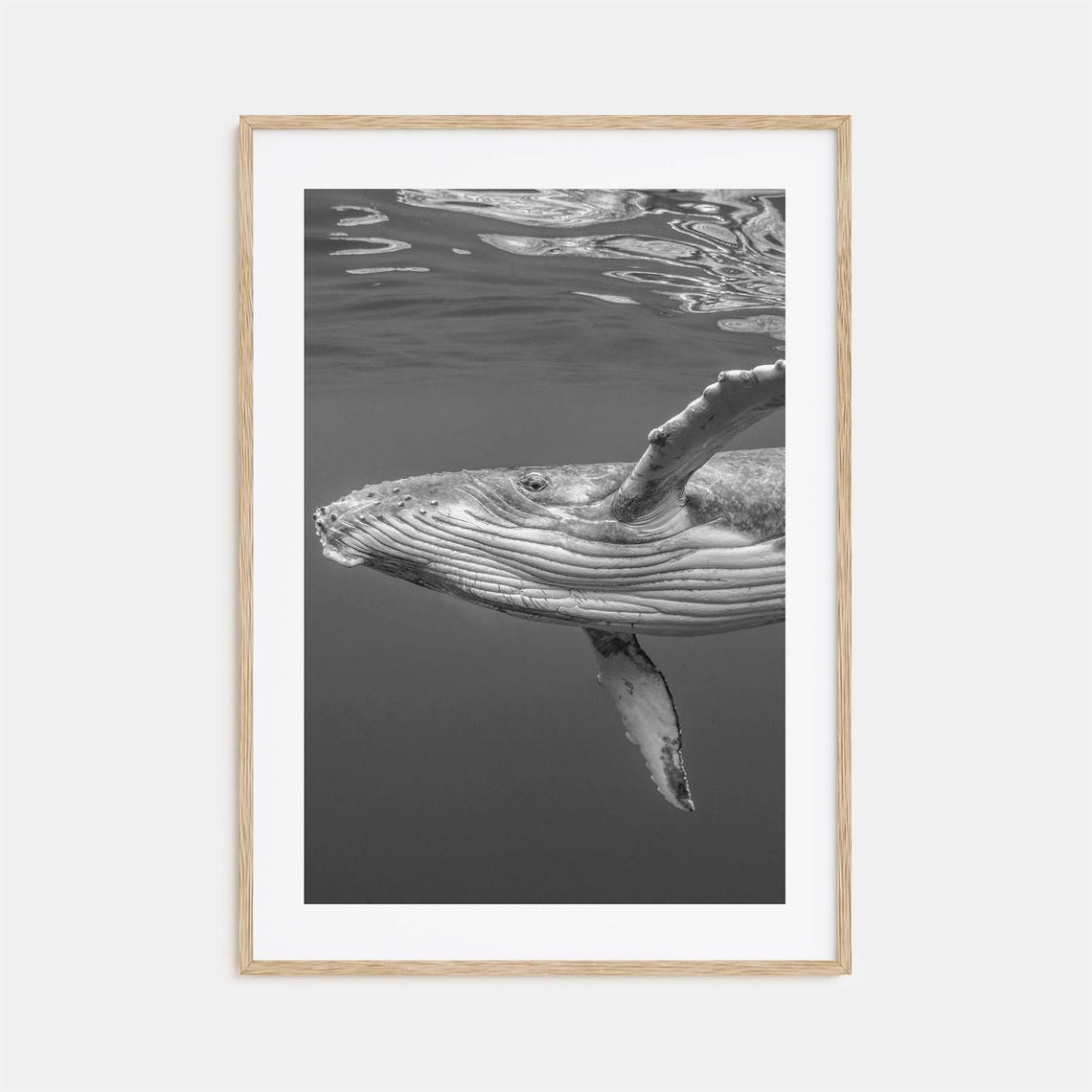 Humpback Whale Underwater Swimming Ocean Marine Photo Poster