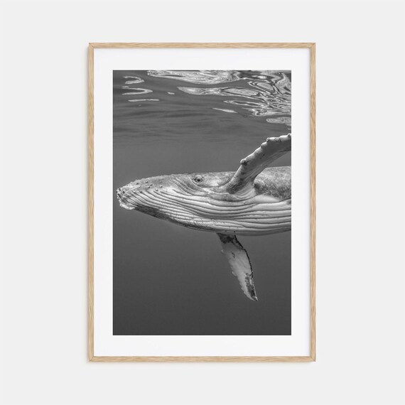 Whale Photo Poster Print No 1 Whale Black And White Wall Art Whale Wall Photography Whale Travel Whale Map Poster