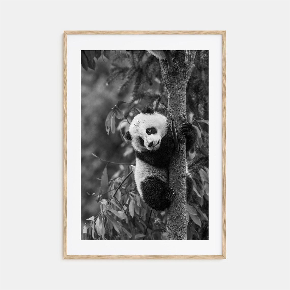 Giant Panda Cub Climbing Tree Trunk Black And White Photo Poster