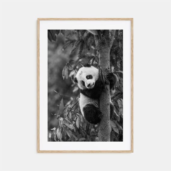 Panda Bear Photo Poster Print No 2 Panda Bear Black And White Art Panda Bear Wall Photography Panda Bear Travel Map Poster