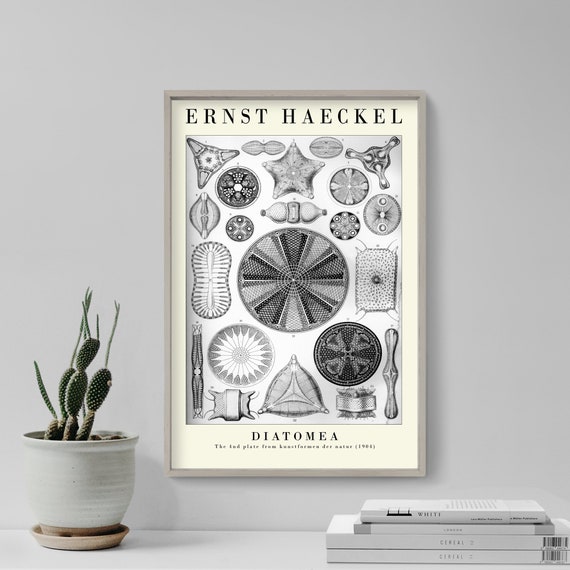 Ernst Haeckel Diatomea Plate 04 Botanical Art Print