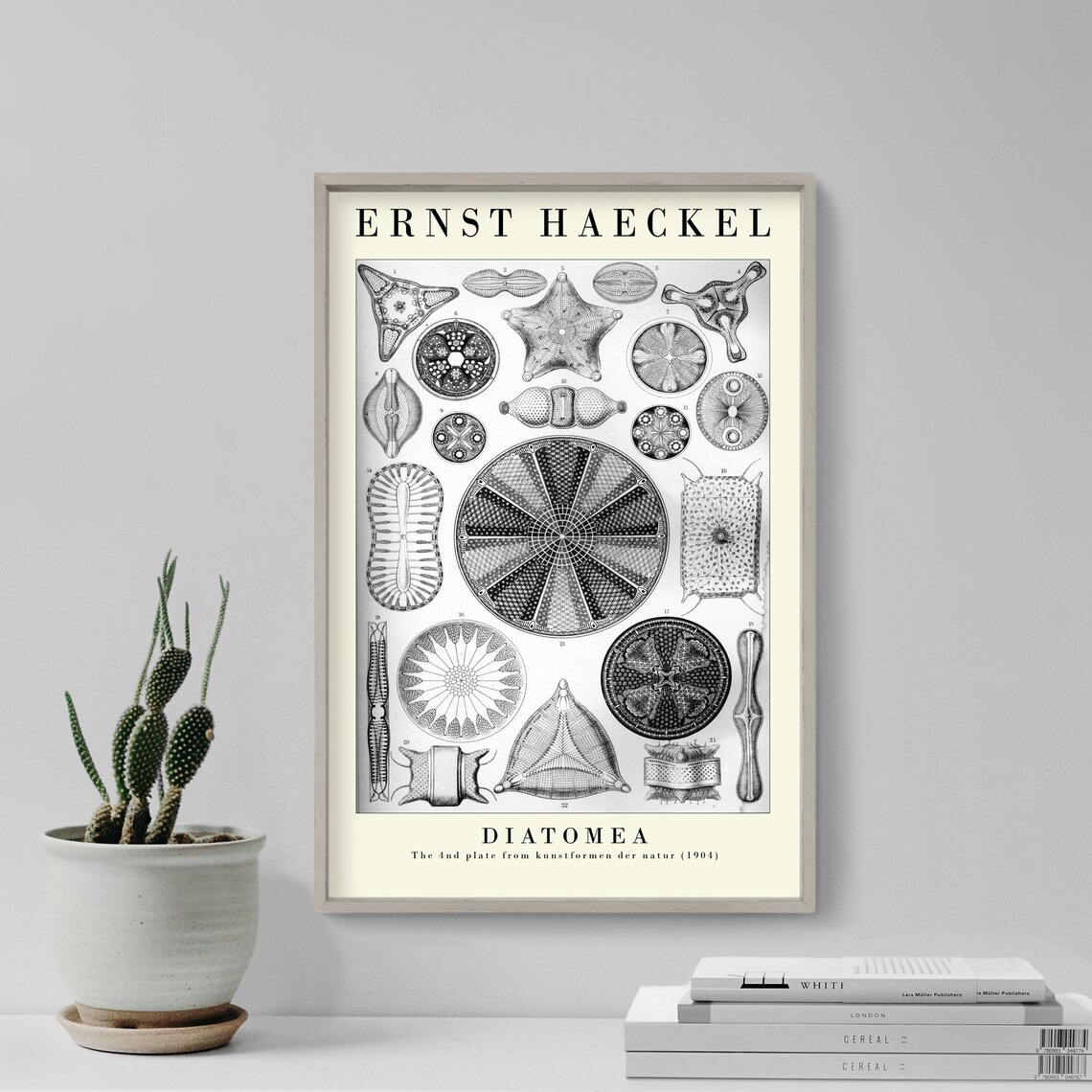 Ernst Haeckel Diatomea Plate 04 Botanical Art Print