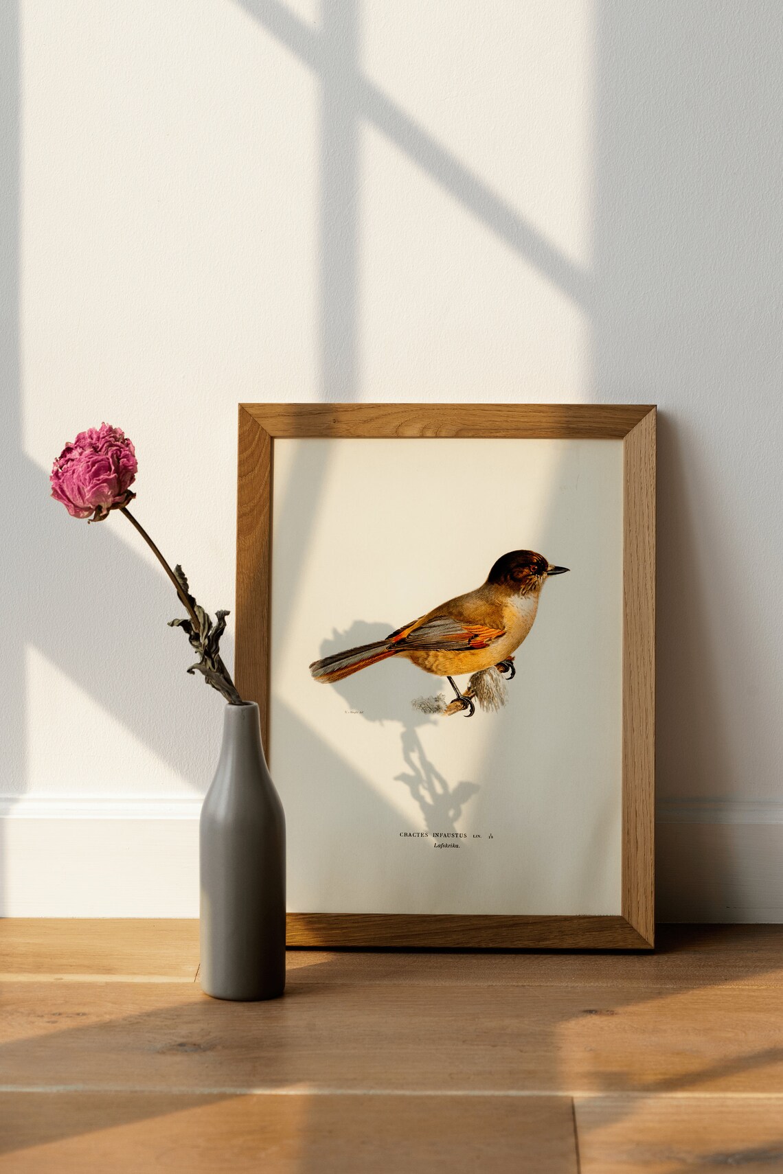 Siberian Jay Bird Vintage Nature Art Print - Image 4
