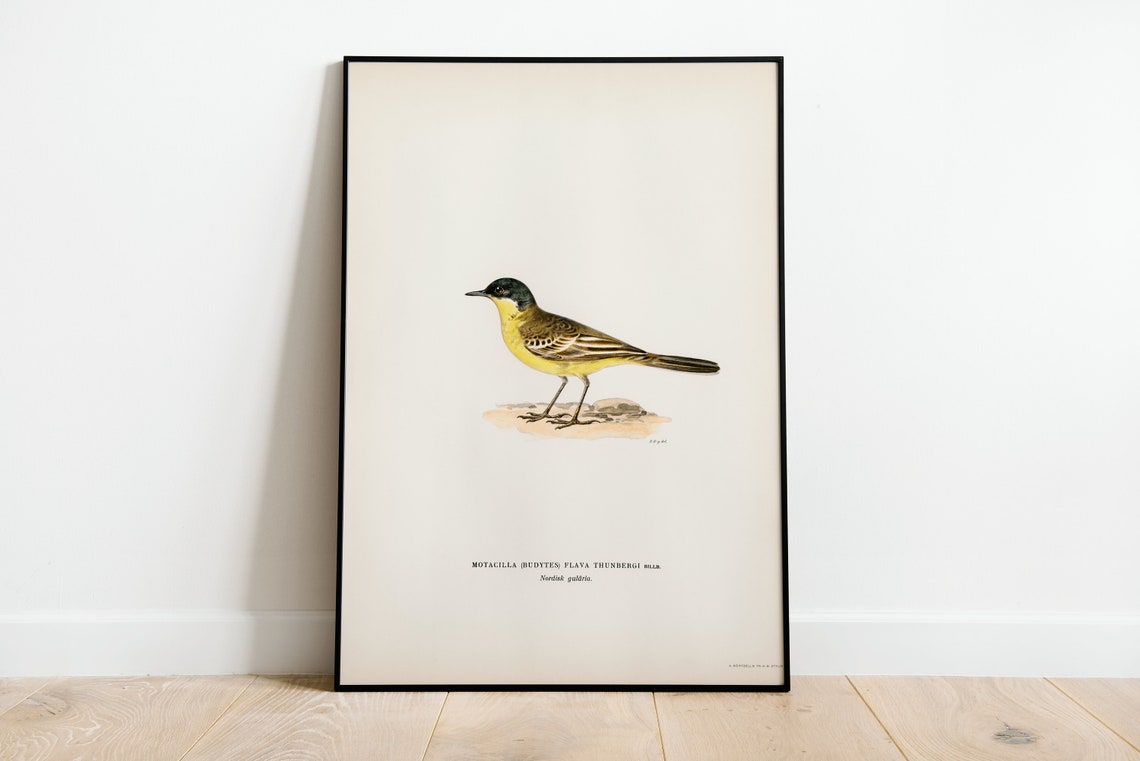 Yellow Wagtail Vintage Ornithological Bird Illustration Art Poster
