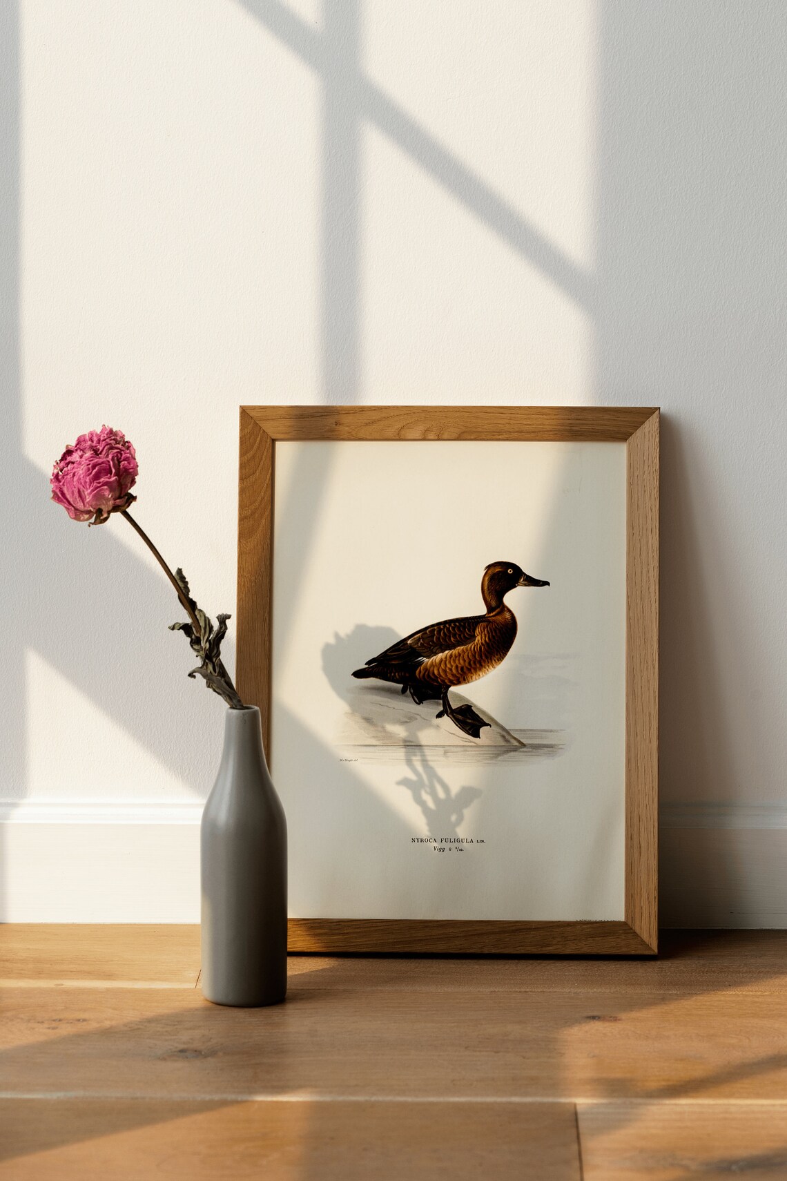 Tufted Duck Female Vintage Bird Illustration Archival Poster - Image 4