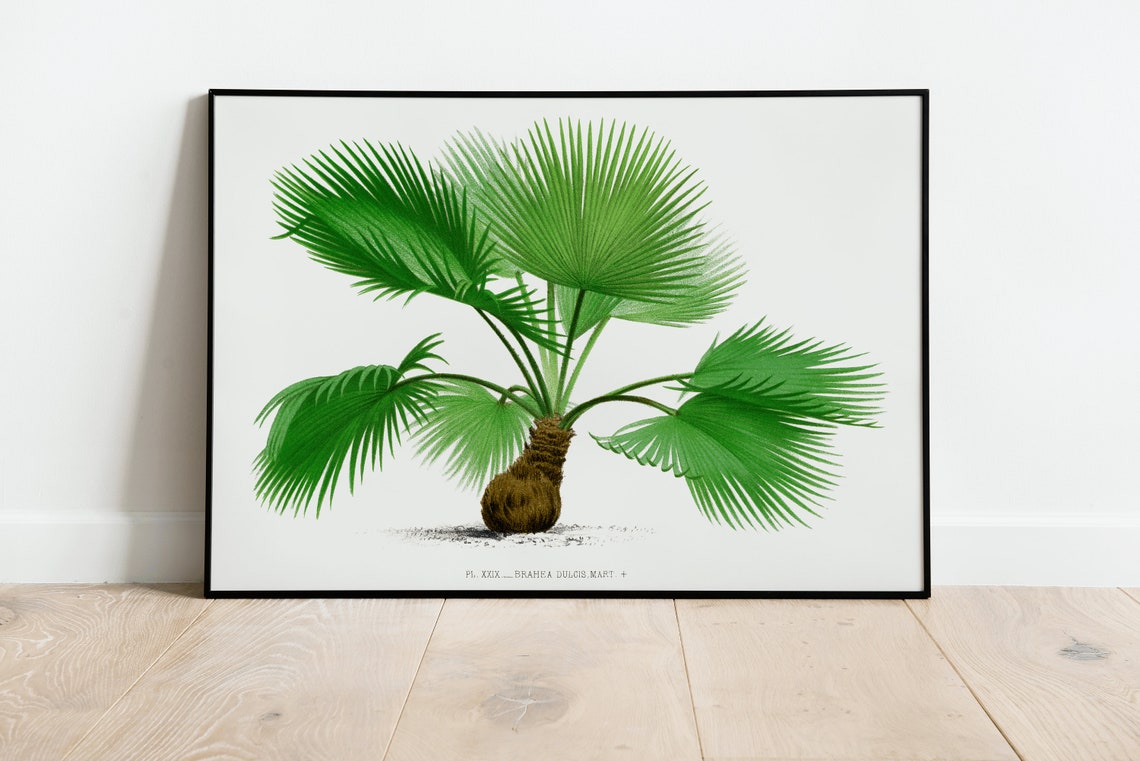 Brahea Dulcis Vintage Palm Tree Botanical Illustration Art Poster