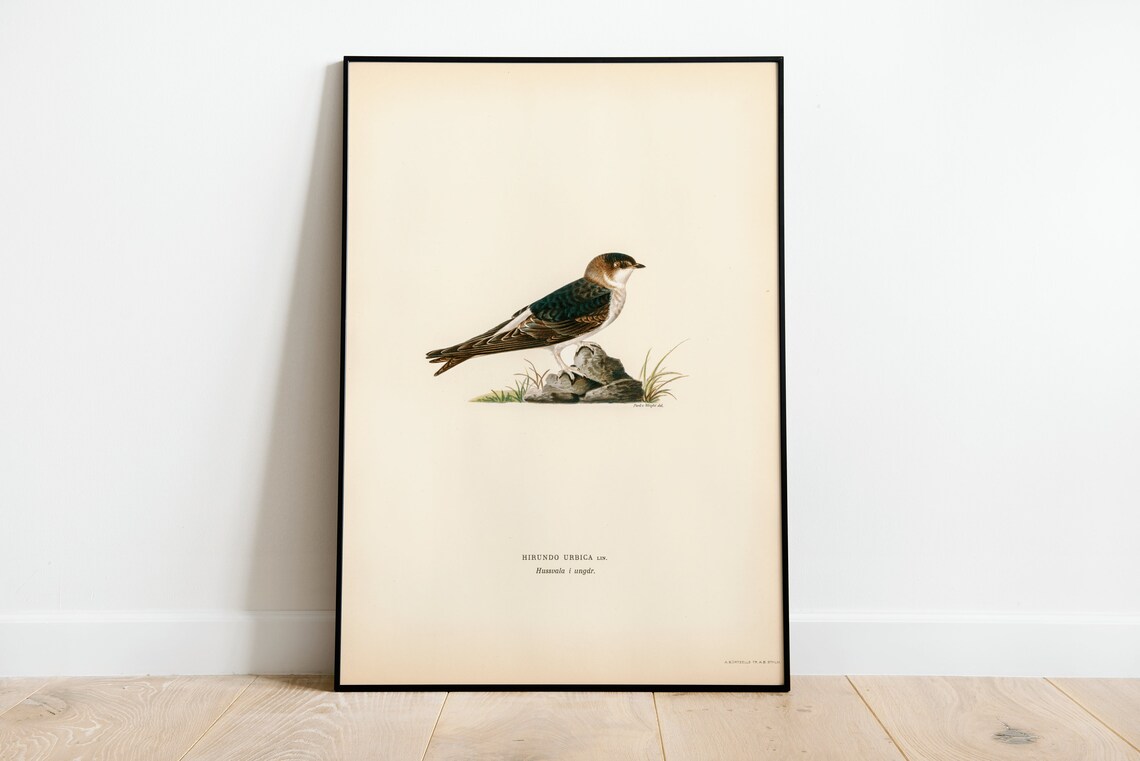 House Martin Vintage Natural History Perched Bird Illustration Poster