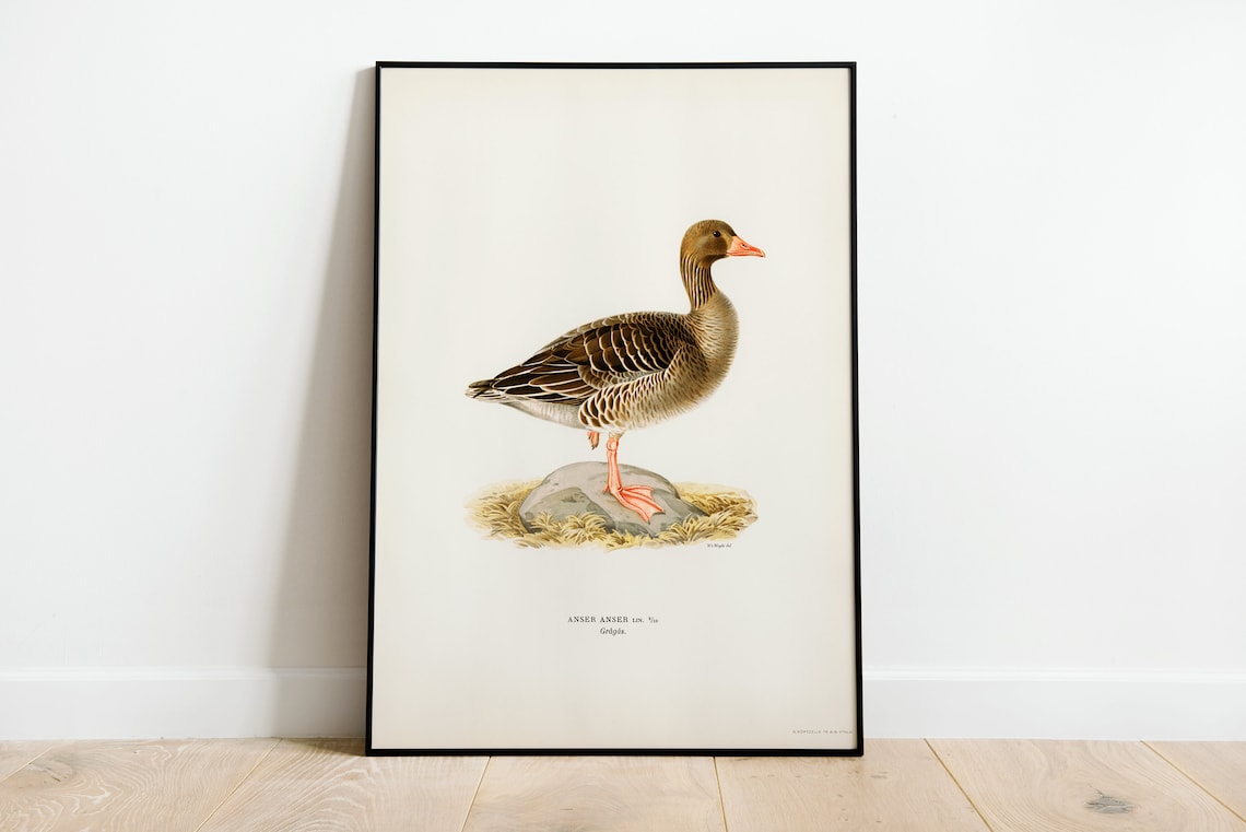 Greylag Goose Vintage Natural History Bird Illustration Art Print
