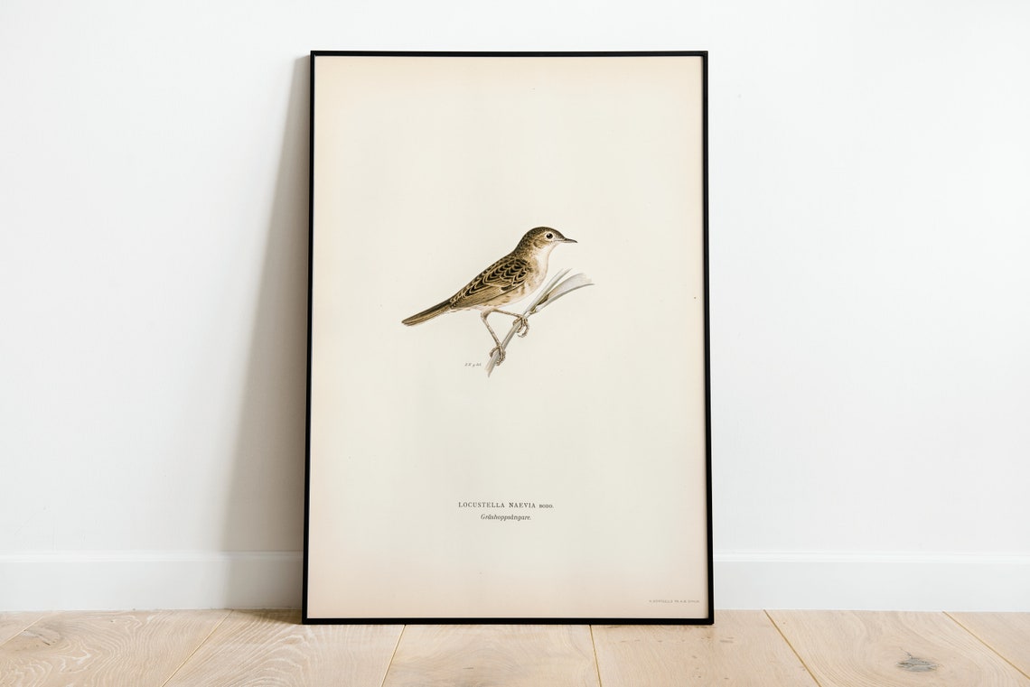 Grasshopper Warbler Vintage Ornithology Illustration Art Print