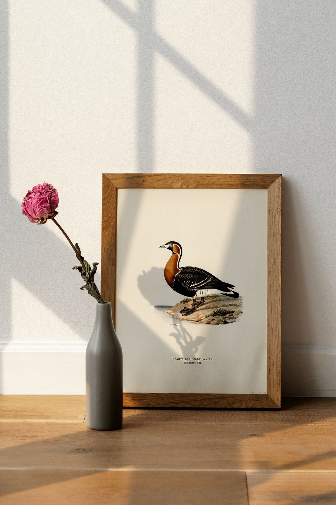 Red-Breasted Goose Branta Ruficollis Vintage Bird Illustration Poster - Image 4