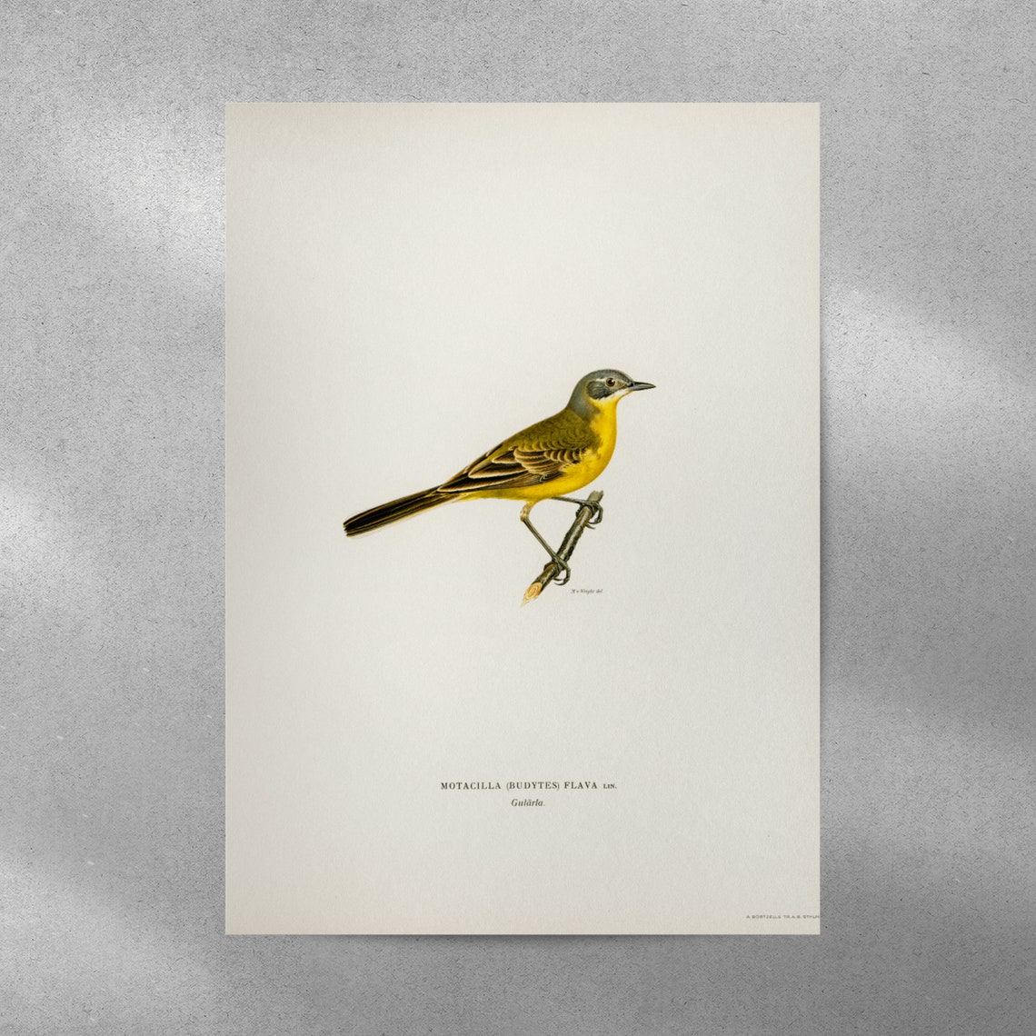 Yellow Wagtail Bird Vintage Style Ornithology Illustration Art Poster - Image 4