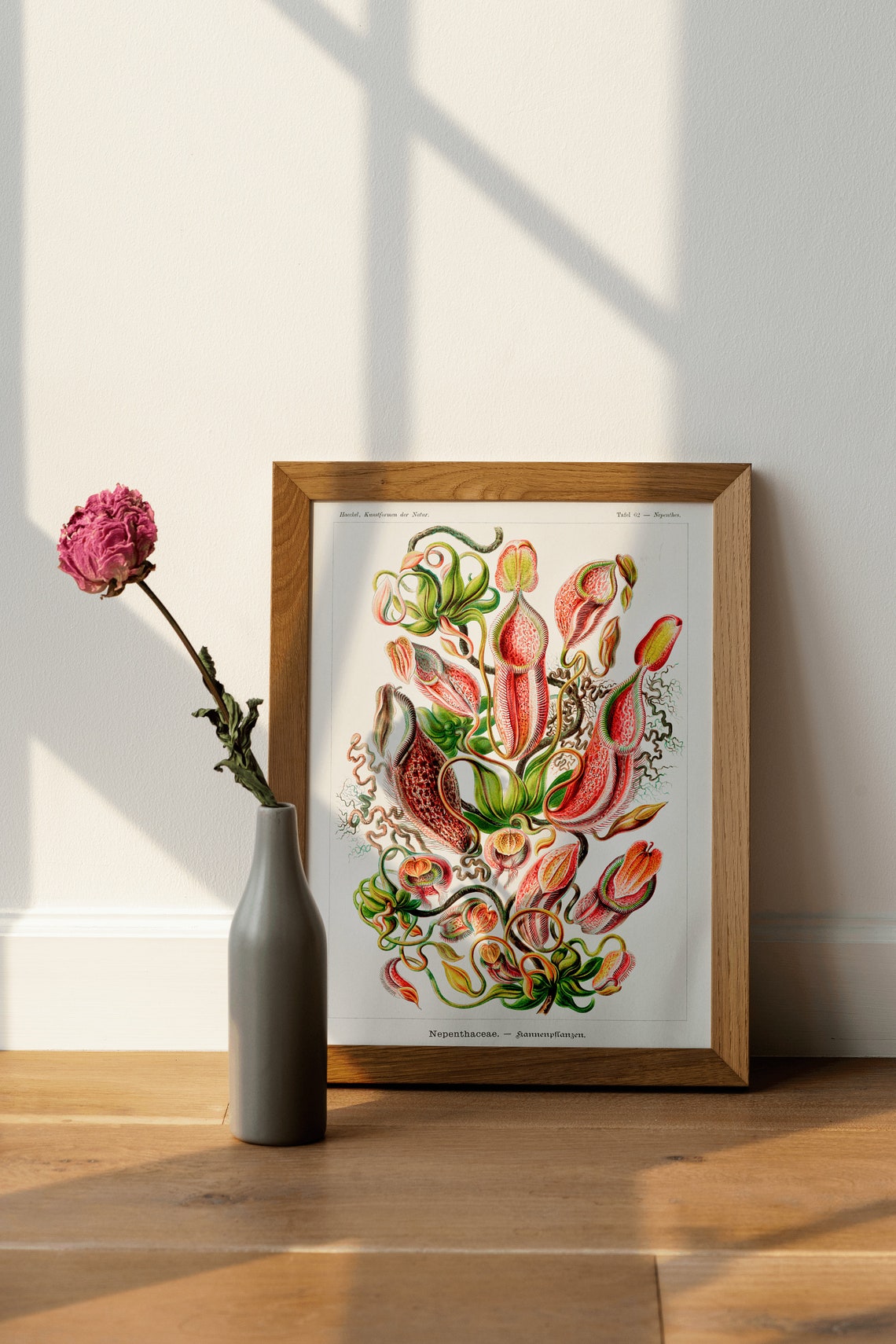 Ernst Haeckel Nepenthes Pitcher Plant Art Nouveau Scientific Poster - Image 3