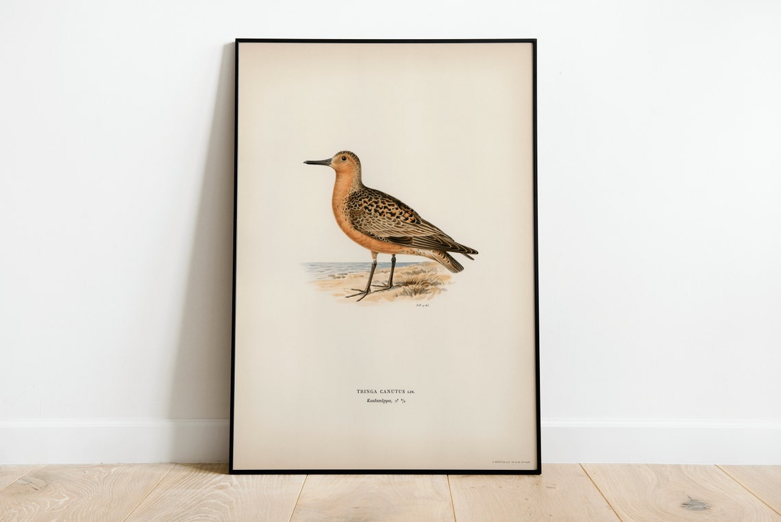 Red Knot Male Shorebird Vintage Natural History Print Bird Study Art