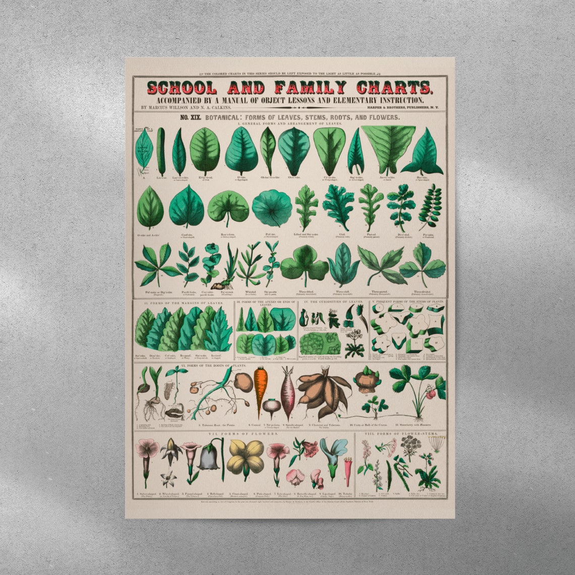 Vintage Botanical Chart Leaves Stems Roots Flowers School Poster - Image 3