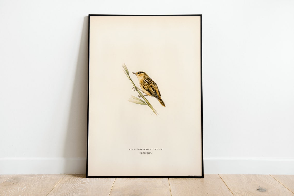 Aquatic Warbler Songbird Vintage Bird Illustration Archival Poster
