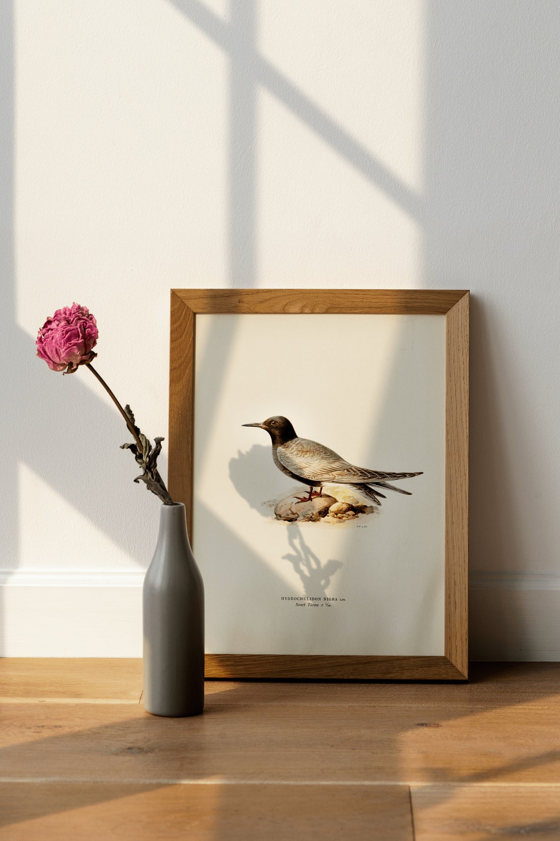 Black Tern Seabird Hydrochelidon Nigra Vintage Illustration Print - Image 4