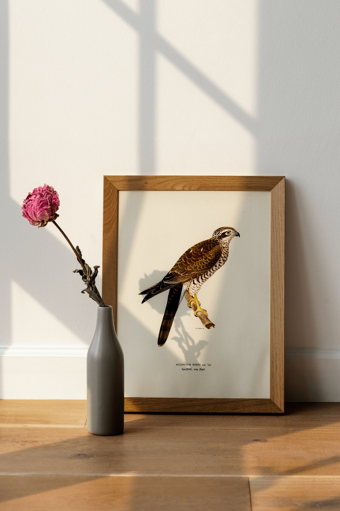 Sparrowhawk Bird Of Prey Vintage Nature Art Print - Image 4