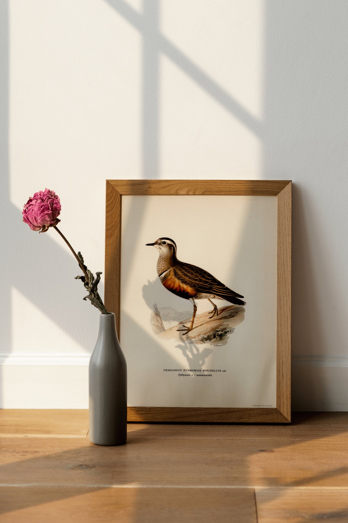 Dotterel Shorebird Vintage Ornithology Illustration Naturalist Print - Image 4
