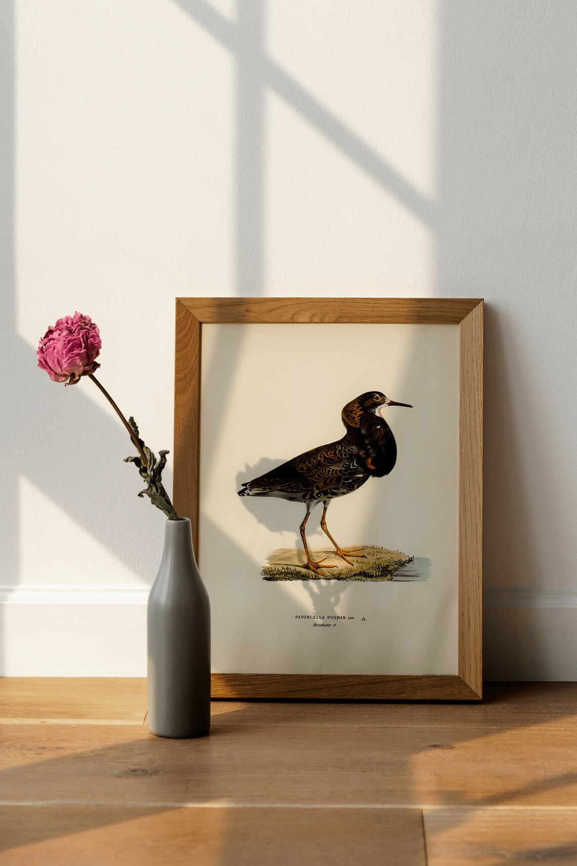 Male Ruff Wading Bird Vintage Ornithology Illustration Art Print - Image 4
