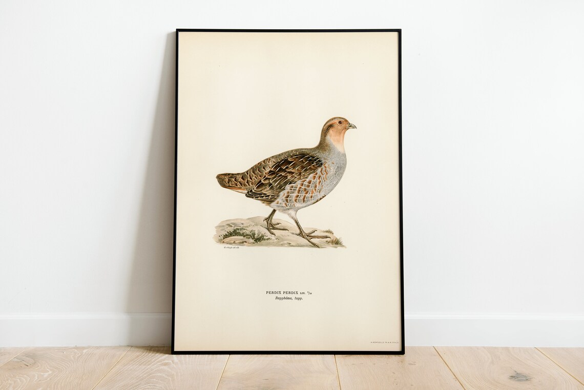 Grey Partridge Vintage Bird Art Print, Nature Decor
