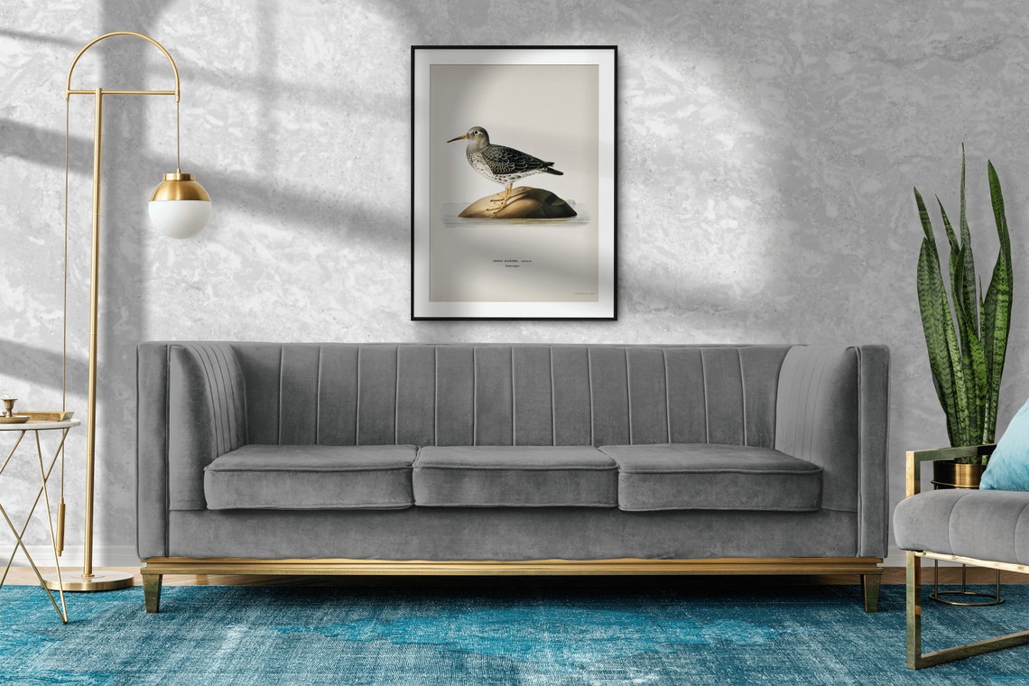 Purple Sandpiper Vintage Ornithological Bird Illustration Poster - Image 2