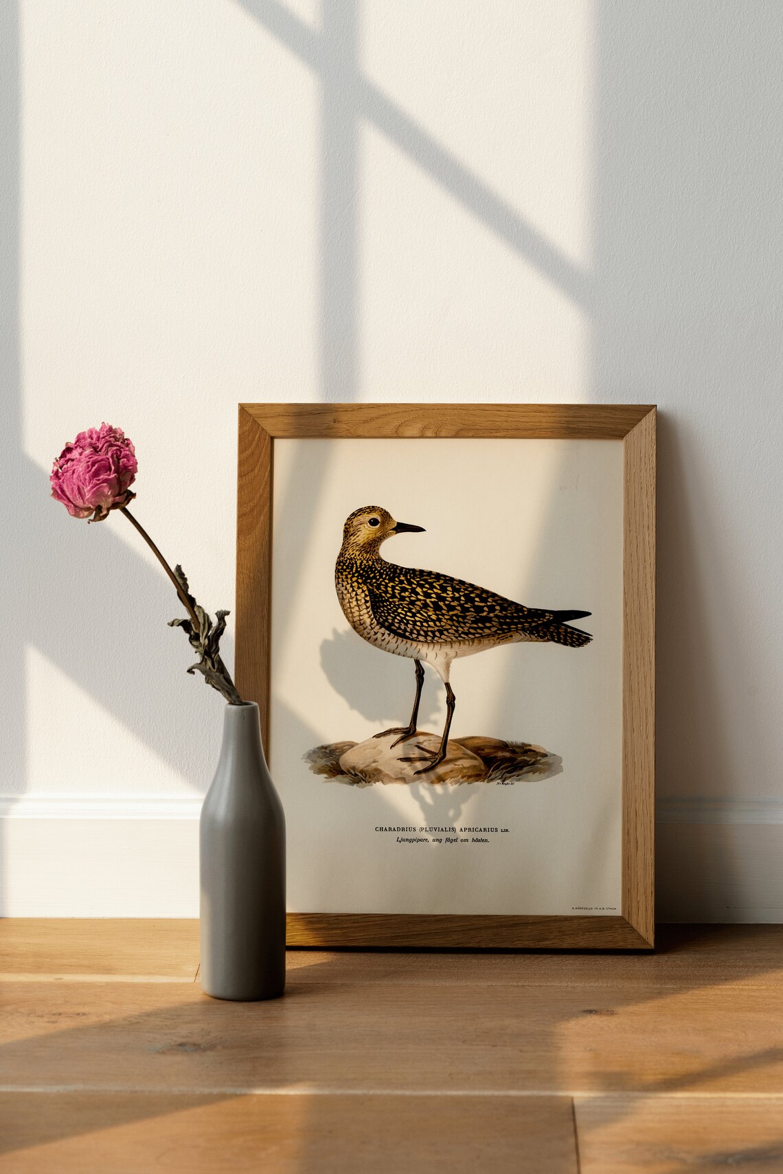 Golden Plover Shorebird Vintage Bird Illustration Archival Poster - Image 4